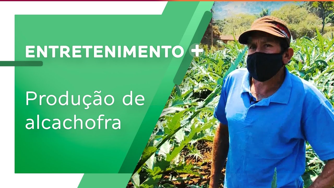 Conheça a produção de alcachofra em Gonçalves - MG