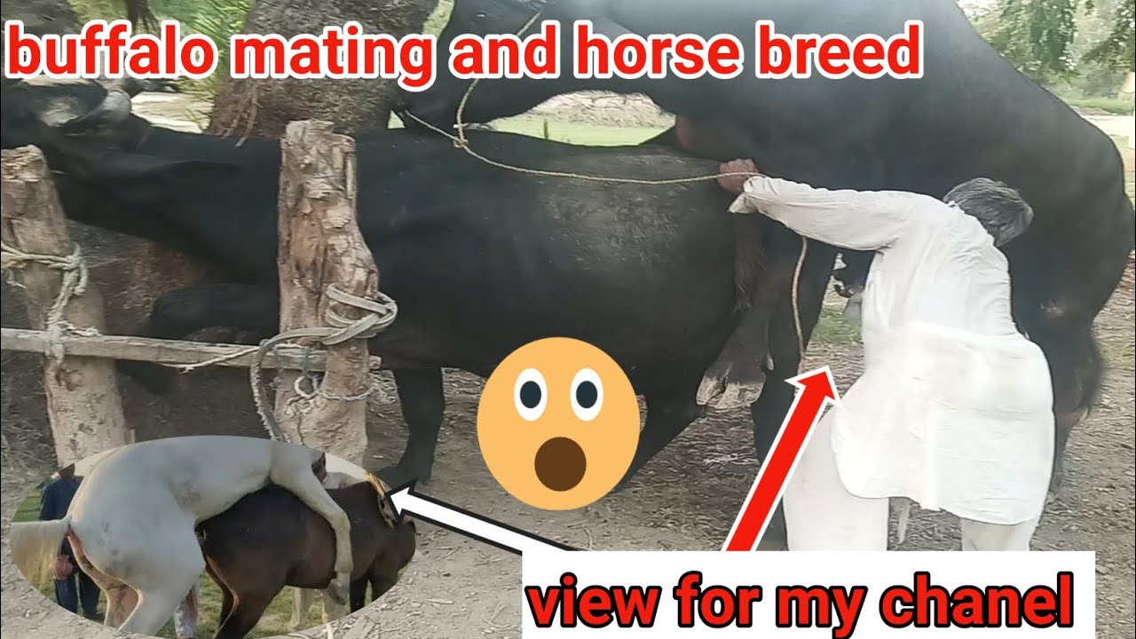 Buffalo mating video|cross breeding video|mating video 