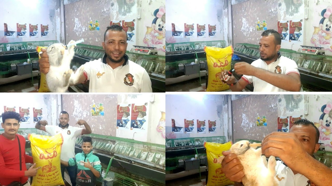 تهويه وتغذيه وتربيه سليمه للارنب يعطيك (تحويل سريع للمبتدئين)
