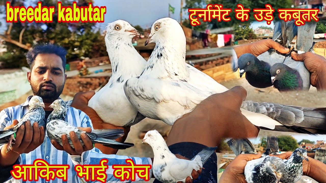 आकिब भाई के ब्रीडर कबूतर  breedar kabutar top 👌#youtube #viral #trending 