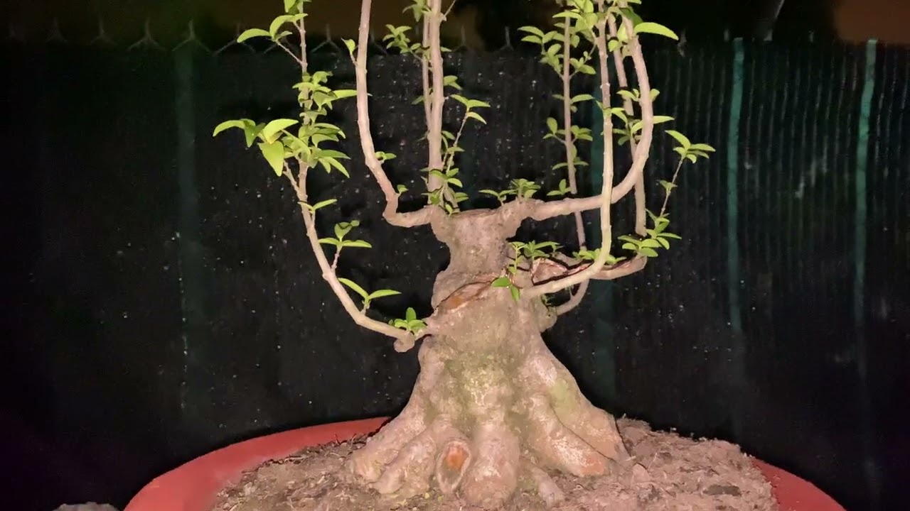 Bonsai 28/1 Mct nu gò công lá trung h35, giá 2,5tr bao ship 0372523979