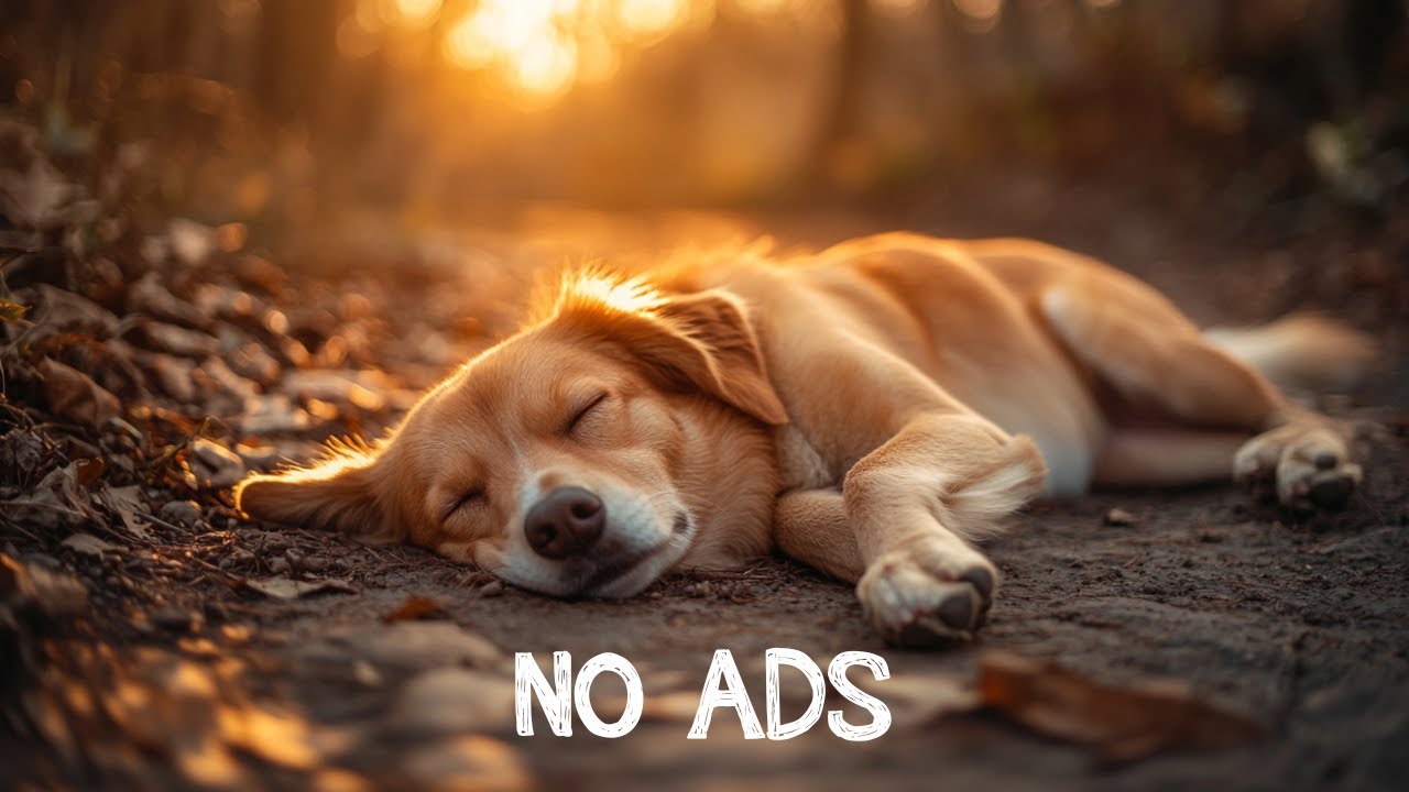 Deep Separation Anxiety Music for Dog Relaxation! Helped 4 Million Dogs Worldwide! NEW!