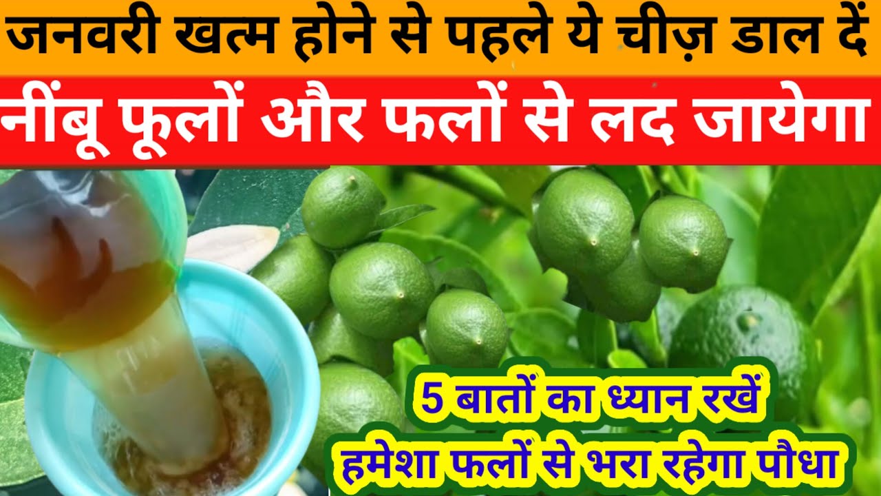जनवरी बीतने से पहले नींबू में डाल दें ये चीज़ फरवरी में फूलों फलों से भर जायेगा पौधा/🍋 Fertilizer 👍