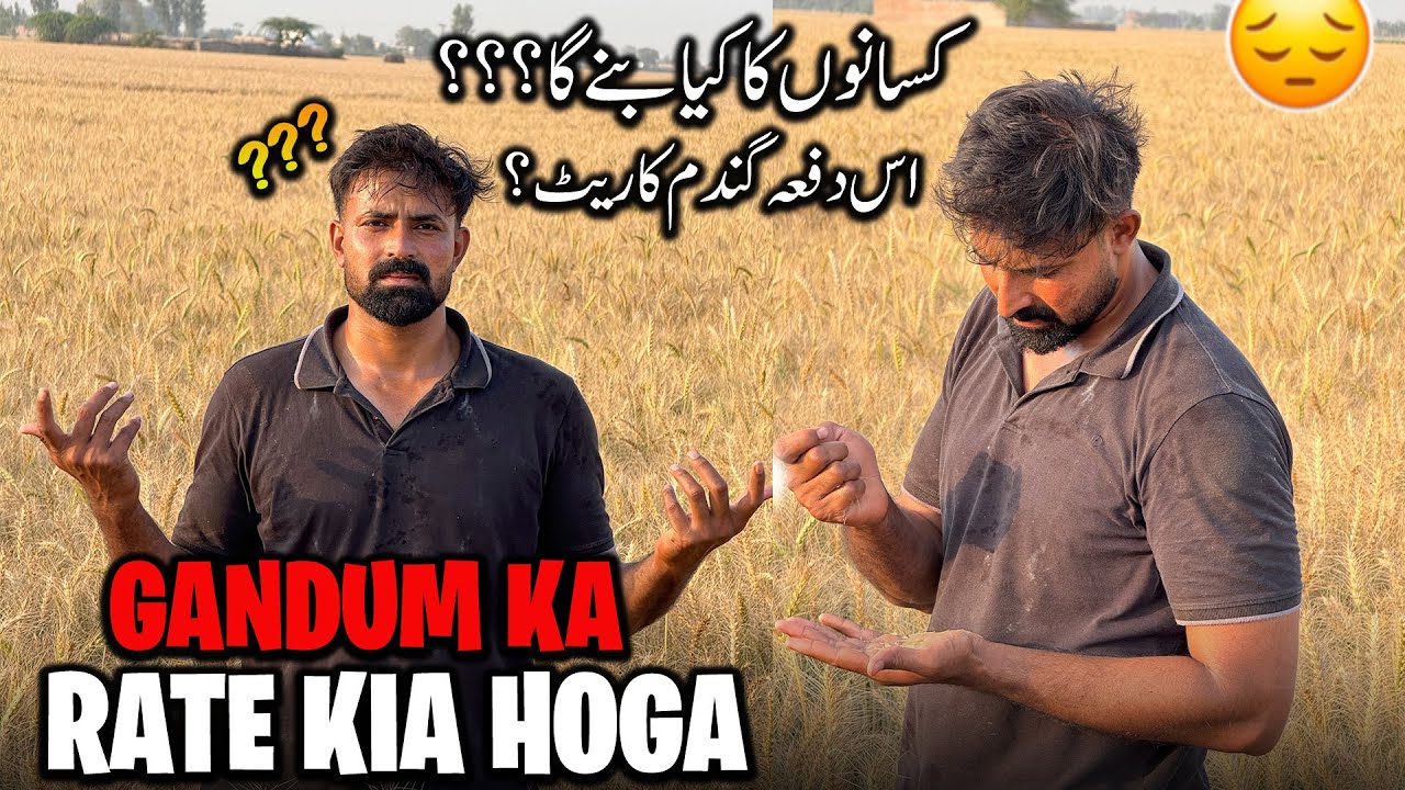 Gandum Ka Rate Kia Hoga 🤔 | اس دفعہ کسانوں کا کیا بنے گا