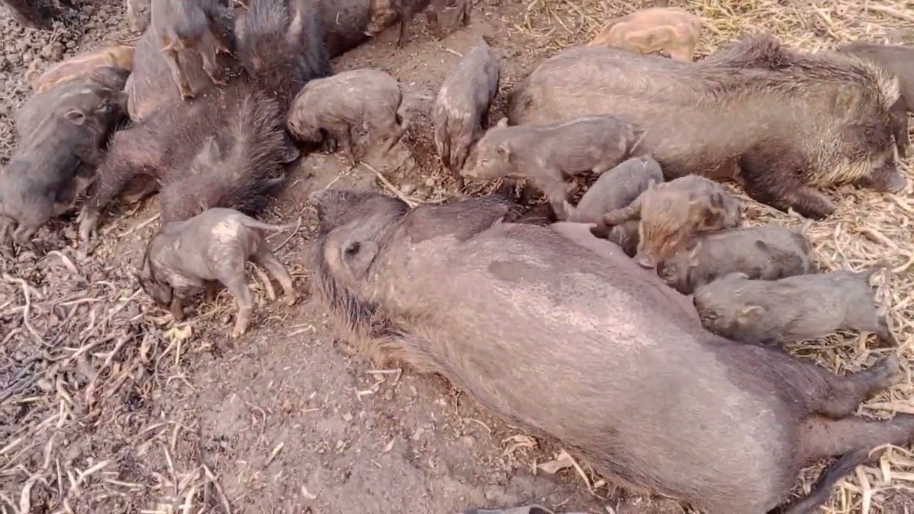 Rural village animals pig life circle video 🍀