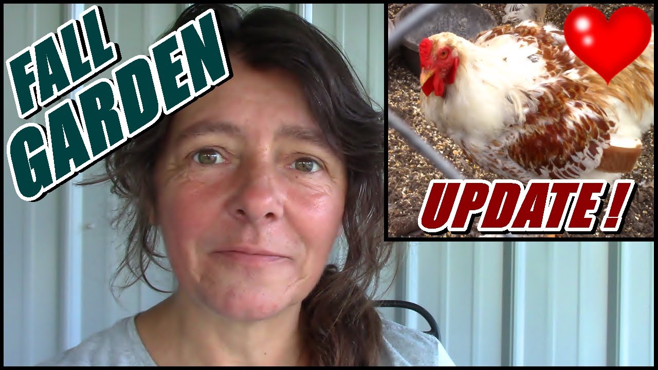 Fall Raised Bed Garden And Backyard Chicken Coop Update