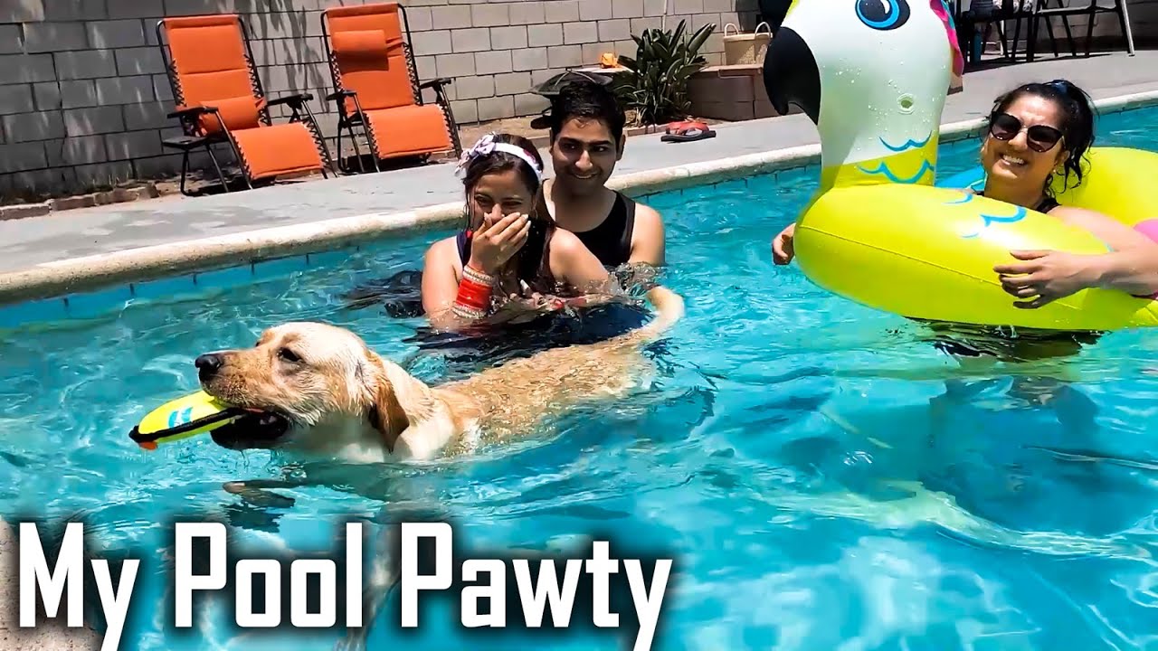My Dog Rents Entire Swimming Pool | Buddy's First REAL Pool Party