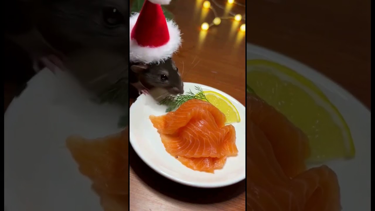 Chef Chucha Makes Tiny Gravlax (Cured Salmon) 🐟🐭✨