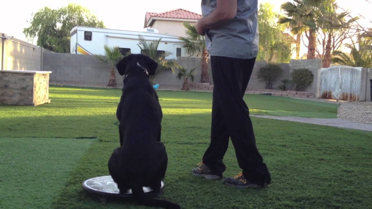 Teaching a Sport Dog to "mark" or "watch" an object (part 2)
