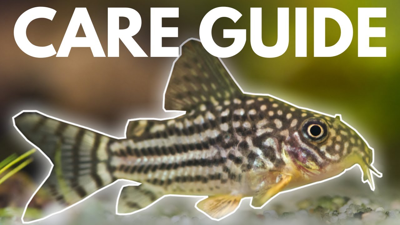 How to Care for Corydoras Catfish (Beginner Guide)