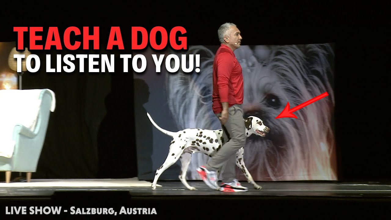 Quick & Easy Tips To Get Your Dog To Listen To You | Live Dog Demos