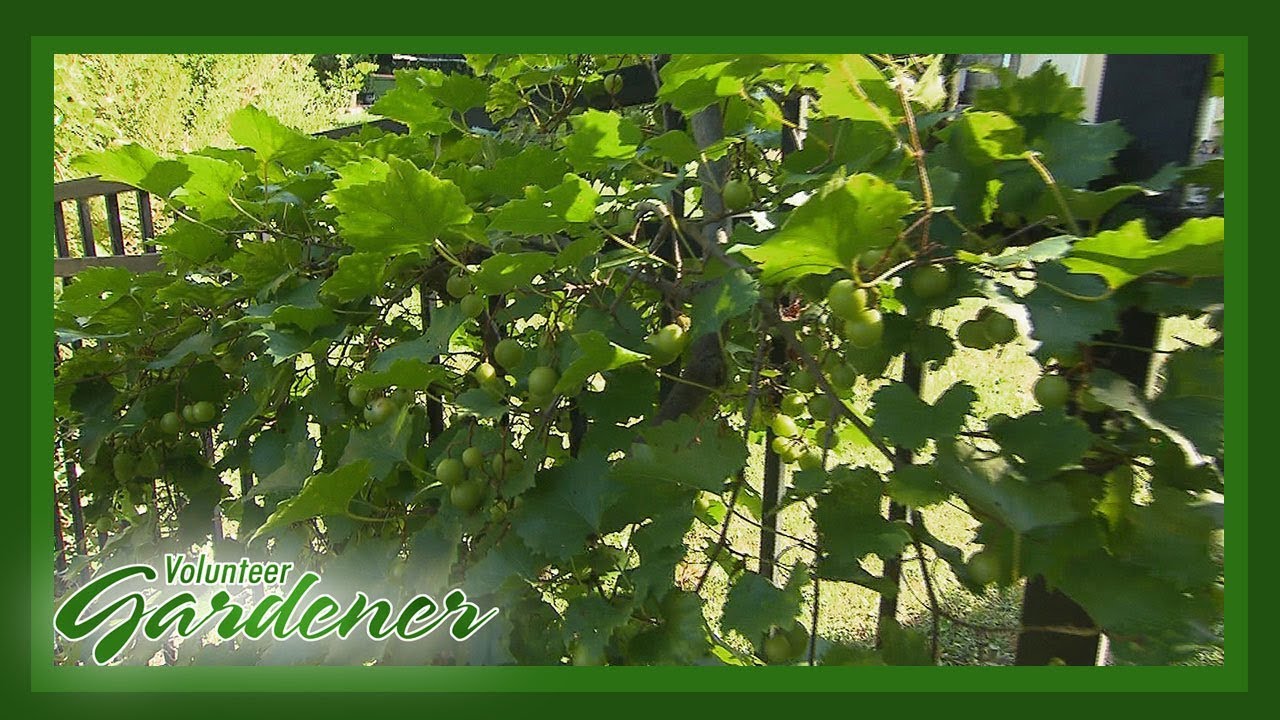Edibles As Ornamental | Volunteer Gardener
