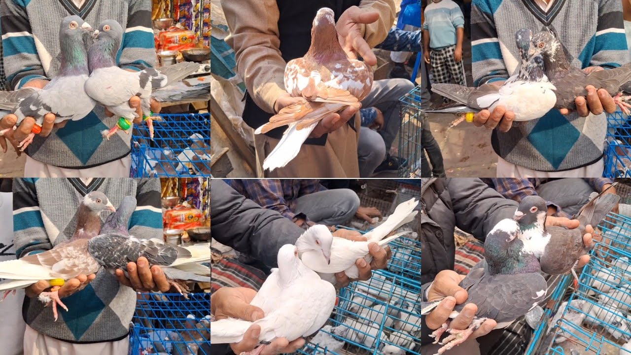 Jama Masjid kabootar Market Delhi🕊30-11-2025 🕊Birds Kabutar Market Old Delhi