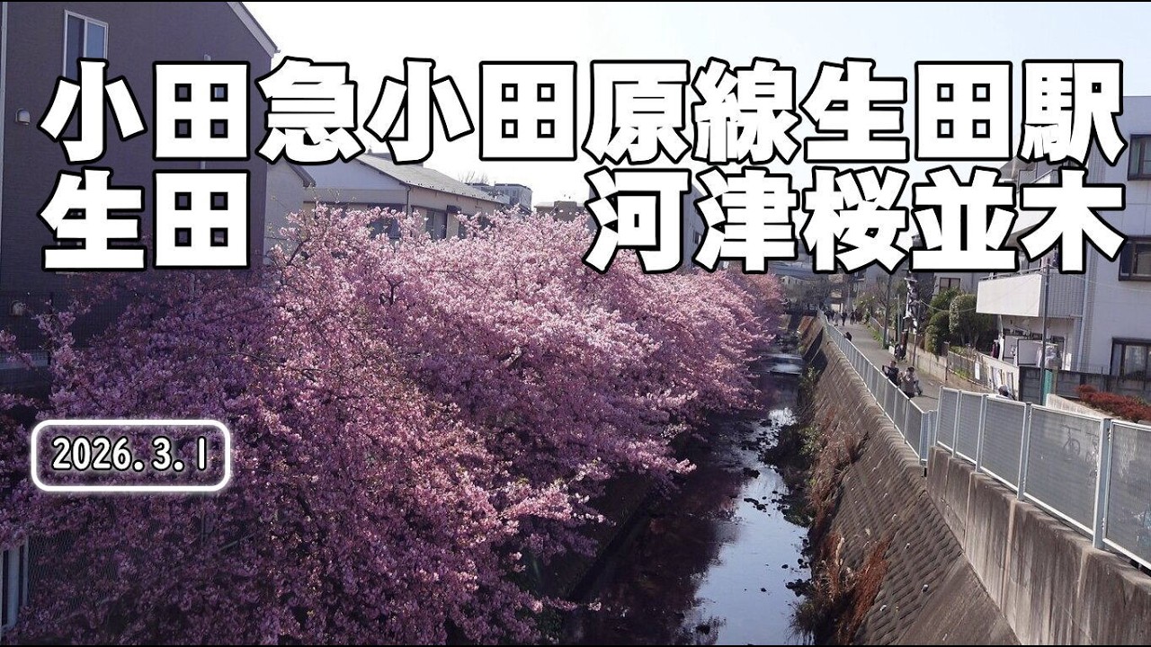 小田急小田原線生田駅 生田 河津桜並木 202603011415