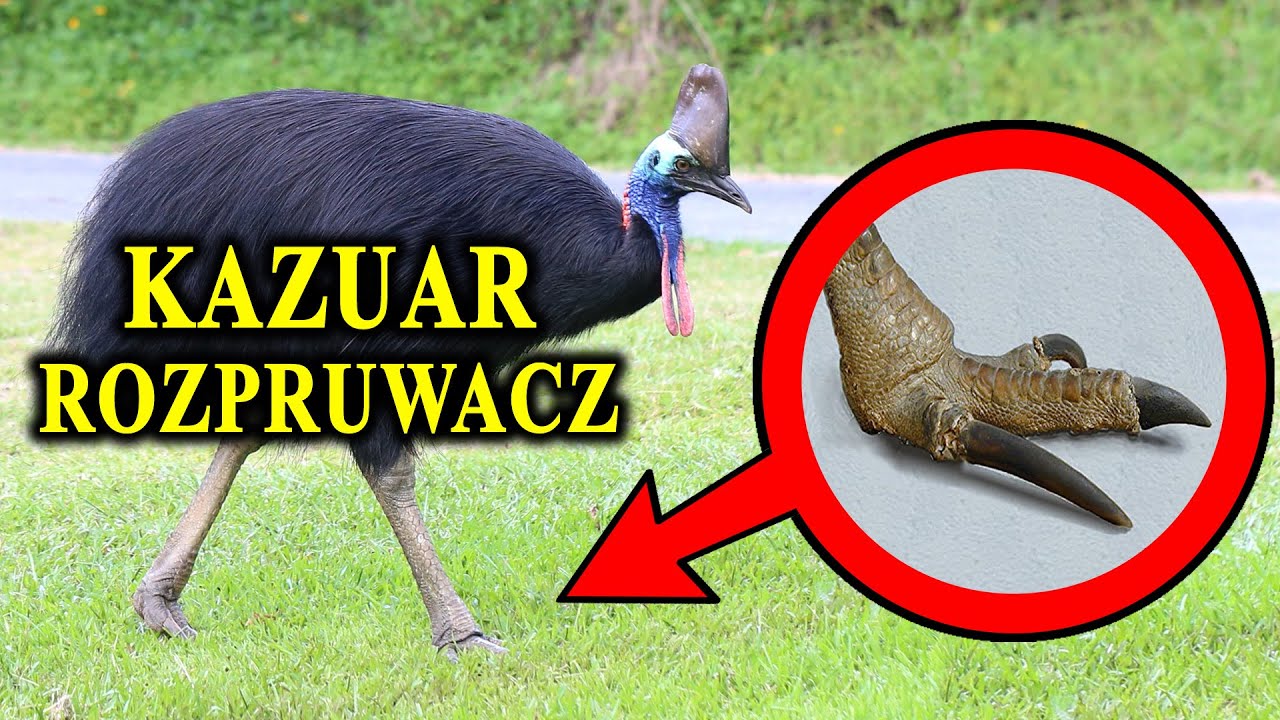 KAZUAR - Najgroźniejszy Ptak Świata - Wsp&oacute;łczesny Dinozaur i Jego Bas