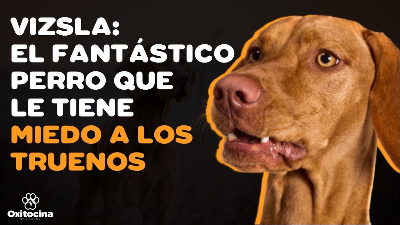 VIZSLA: 9 COSAS QUE DEBES SABER SOBRE