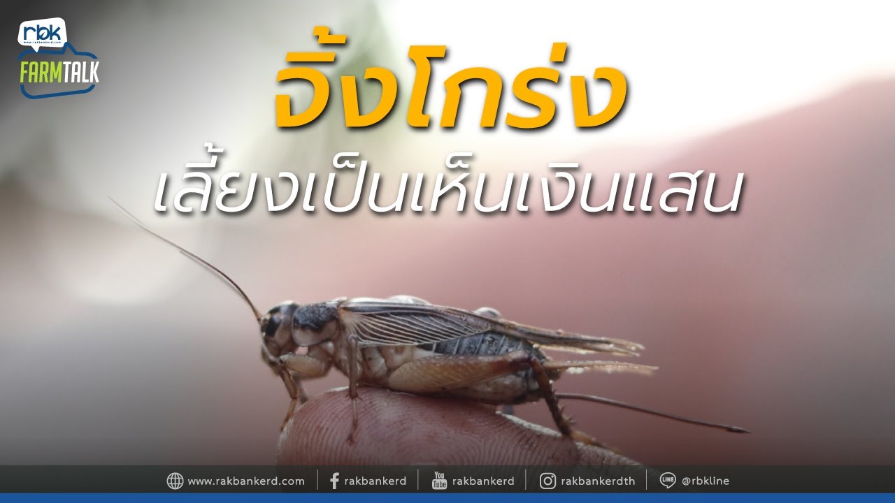 อาชีพพลิกชีวิต!  เลี้ยงจิ้งโกร่งส่งขาย รับรายได้งามๆ[ Rakbankerd | รักบ้านเกิด ]