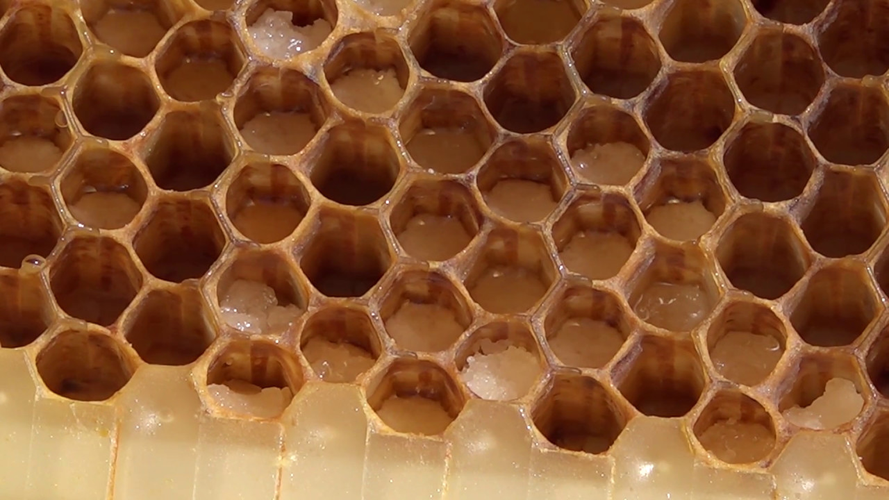 Flow Hive Honey Bee keeping  Update YES the Queen can lay eggs in the Flow-Frames