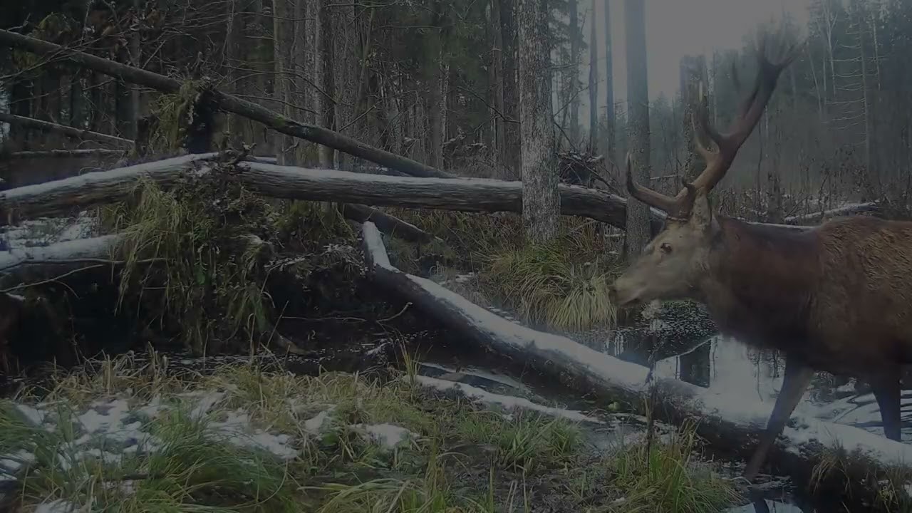 Z fotopułapki - zima w lesie, część 1 | Knyszyńska z ukrycia