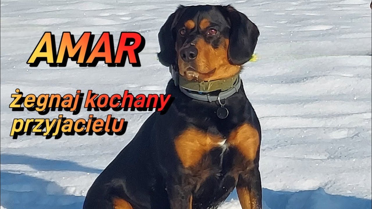 #dog  Historia psa kt&oacute;ry kochał i był kochany