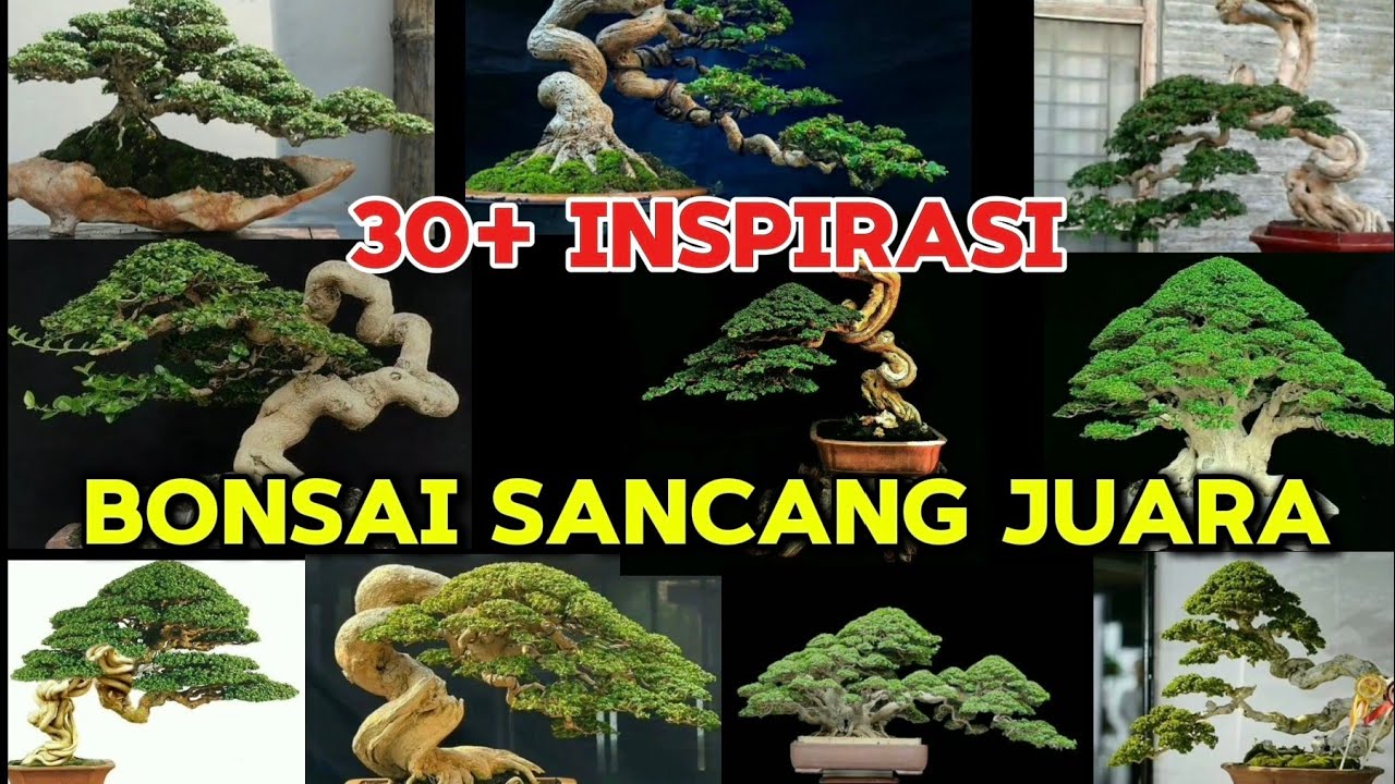 30+ INSPIRASI BONSAI SANCANG JUARA