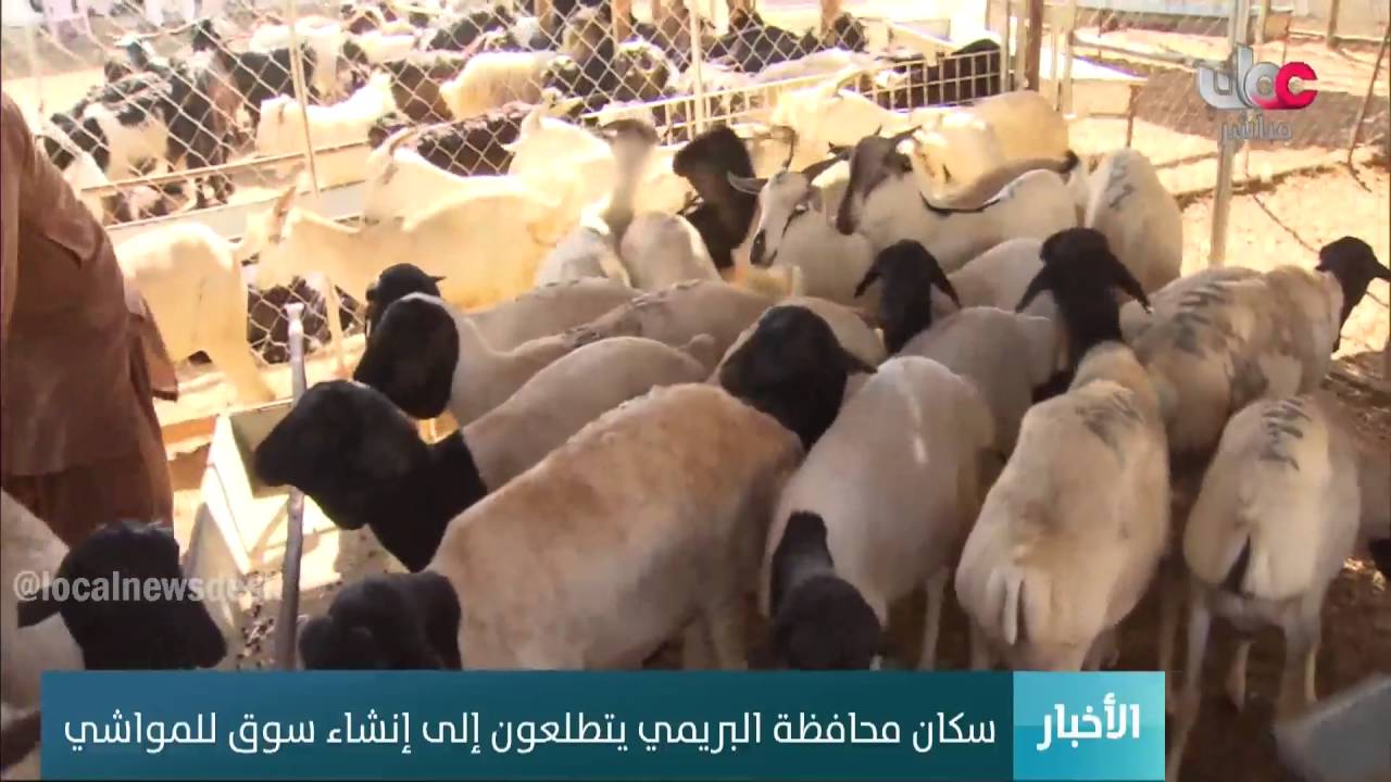 سكان محافظة البريمي يتطلعون إلى إنشاء سوق للمواشي