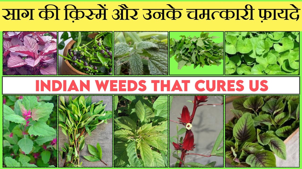 Eat Medicinal Food यह साग असाध्य रोगों को भी ठीक करता है Indian Weeds That Cures & keep Healthy