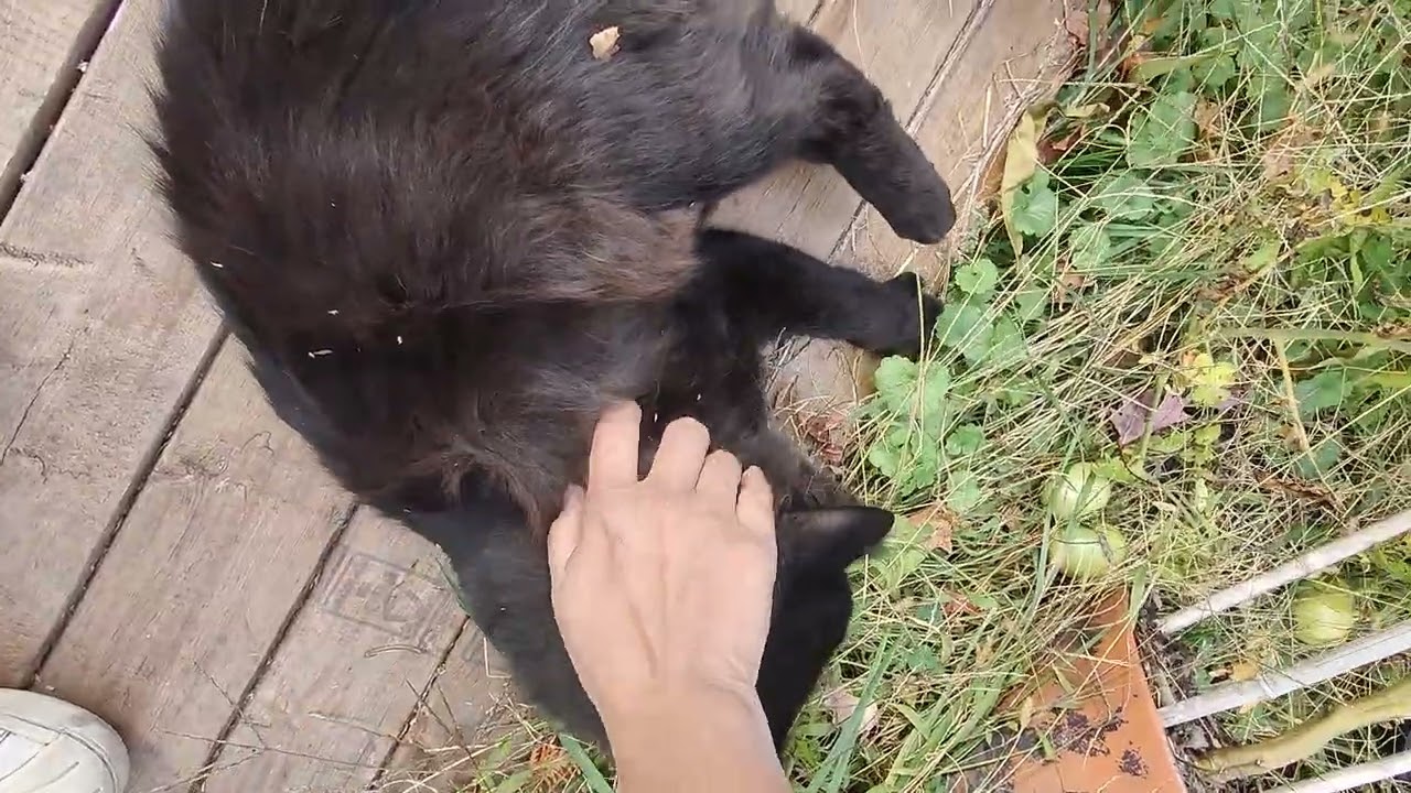 Cute black fluffy cat wants to play! 🐾🐈‍⬛Cute cat playing❤️ Cat cutest moment