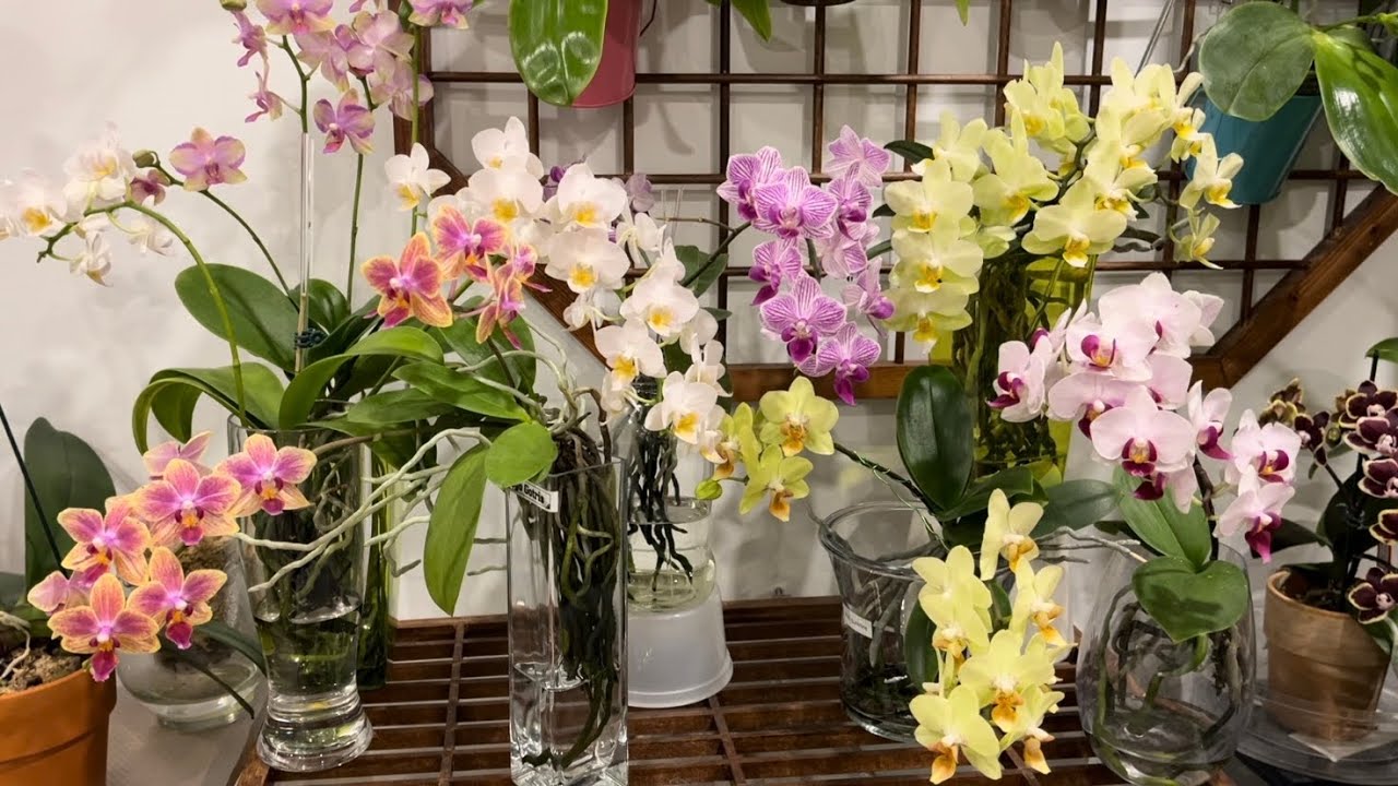 蘭花（ 170）（粵語）￼水培蘭花欣賞及水培蝴蝶蘭￼Q ＆A