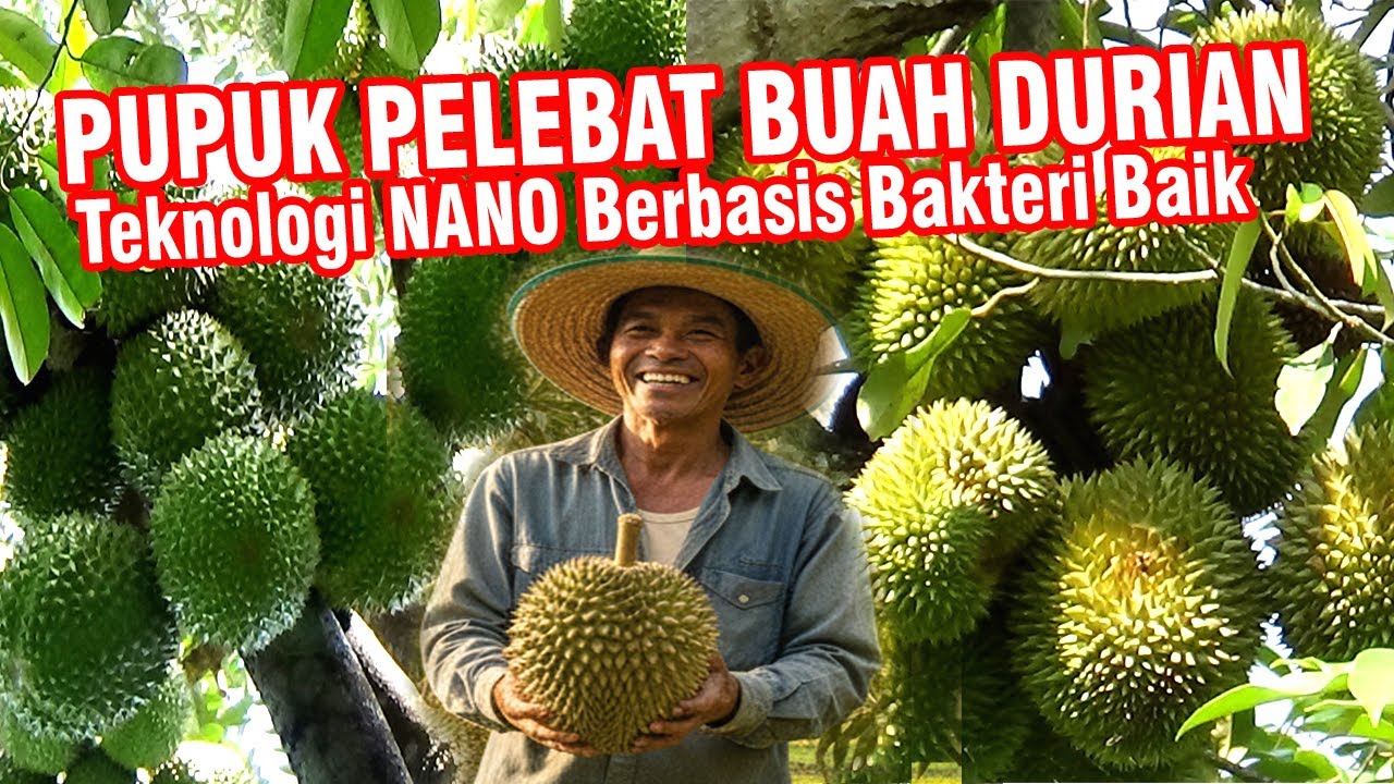 JANGAN NYESAL⁉️DURIAN HANYA BERBUNGA TIDAK JADI BUAH✅ KINI ADA SOLUSINYA