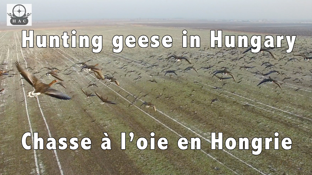 Chasse aux oies en Hongrie