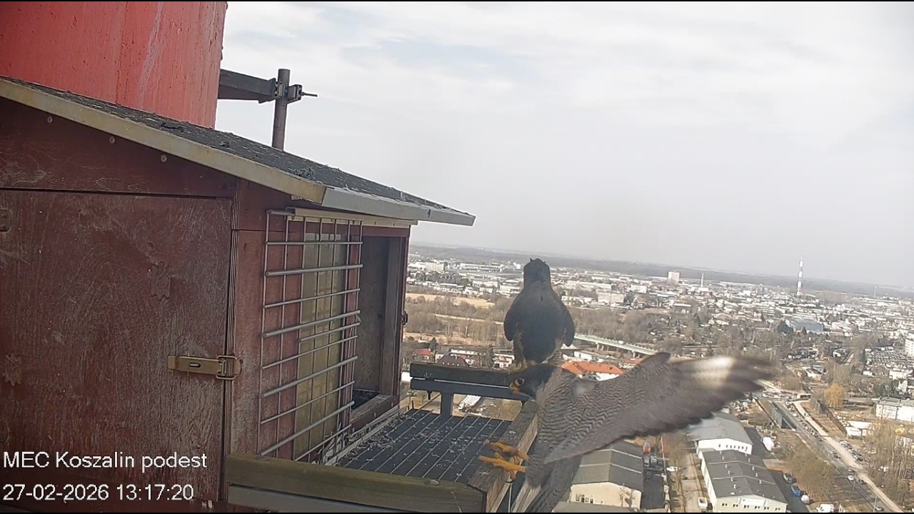 Koszalin 27 02 2026 5 ~ długie spotkanie Ptysia i Nili na odległość