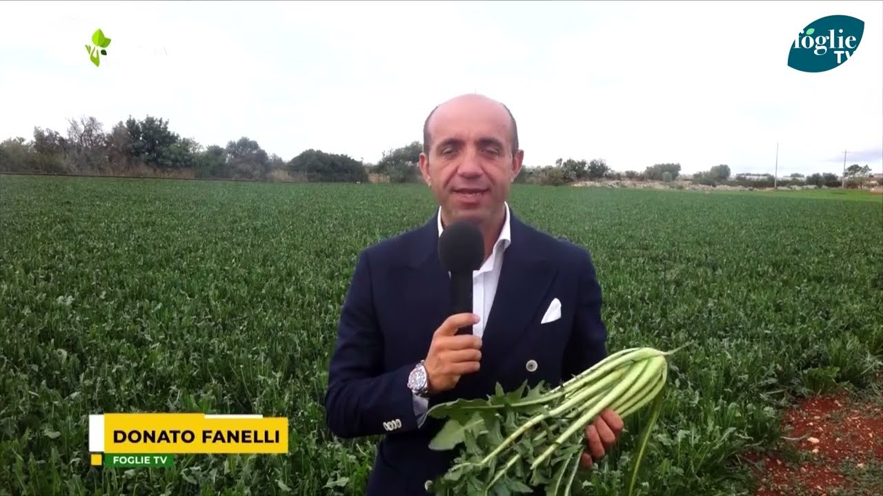 FOGLIE TV - Alla scoperta della Cicoria Catalogna Liscia
