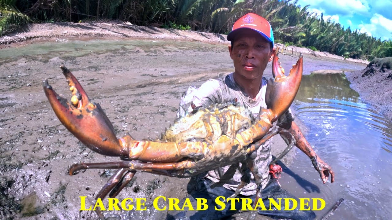 AMAZING COASTAL FISHERMEN CATCH HUGE HUNDREDS OF MUD CRABS WHICH WAS stranded at low tide ... 