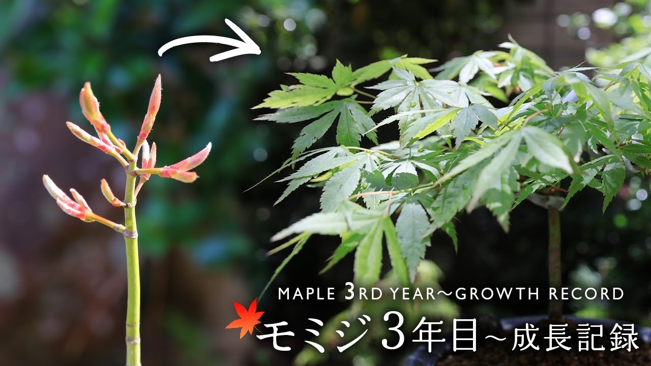 モミジ3年目～成長記録 横に伸ばした樹形を目指して【Bonsai diary 盆栽日記 3/19】初心者の簡単盆栽の作り方 やり方 もみじ ミニ盆栽 苔庭 maple EOS R5