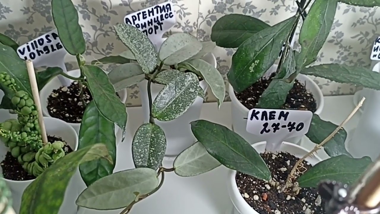 Комнатные Растения. Новые Хойи 2 часть 