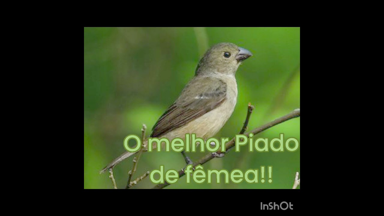 Esquente seu coleiro piado de fêmea