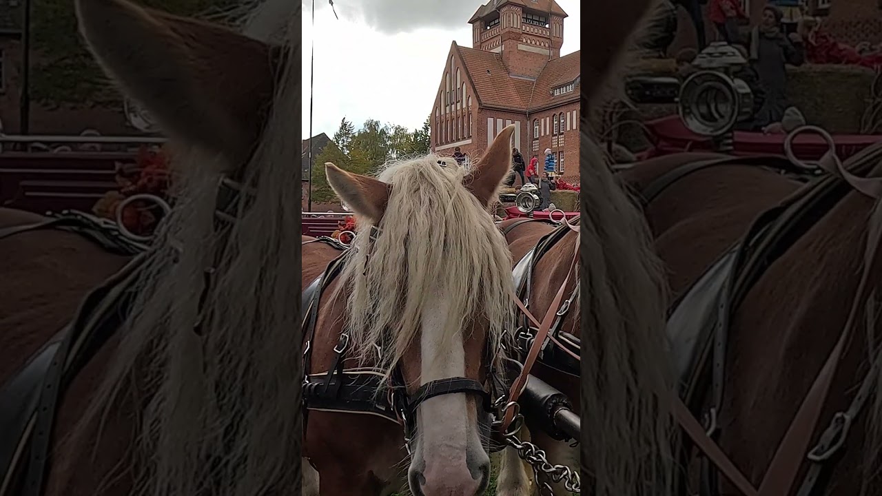Horse realigns the mane