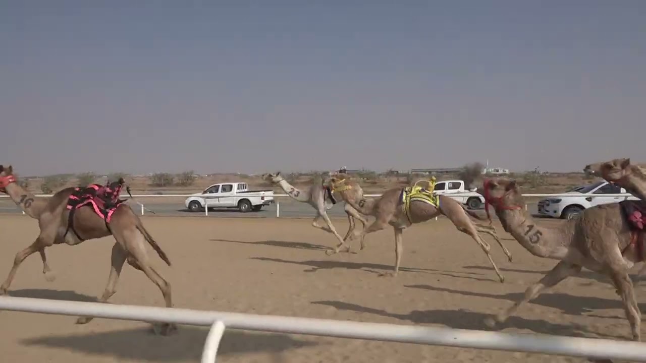 ش8 قعدان حقايق 1447/08/18هـ - 2026/02/06م (المحيط) بدر عليان محفوظ القويعاني