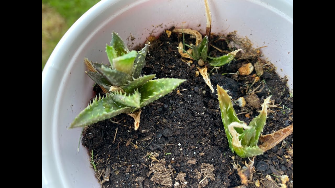This Plant Survived 18 Months Without Water - Let's Save It!