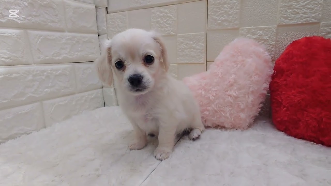 No 200398　チワックス♀　ペットショップ犬の家猫の里アミーゴ神の倉