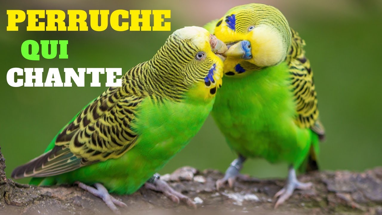 Chant perruches | Bruit de Perruche