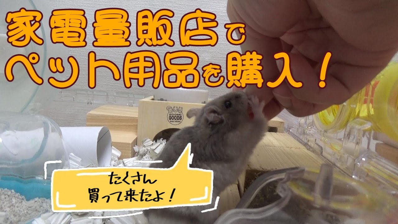 家電量販店でハムスターグッズを購入して来ました！