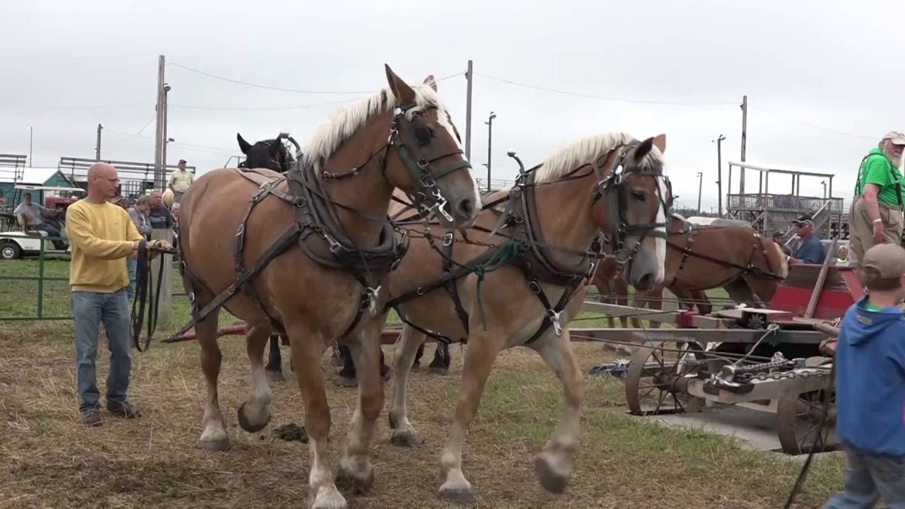 Horse Powered Threshing Machine