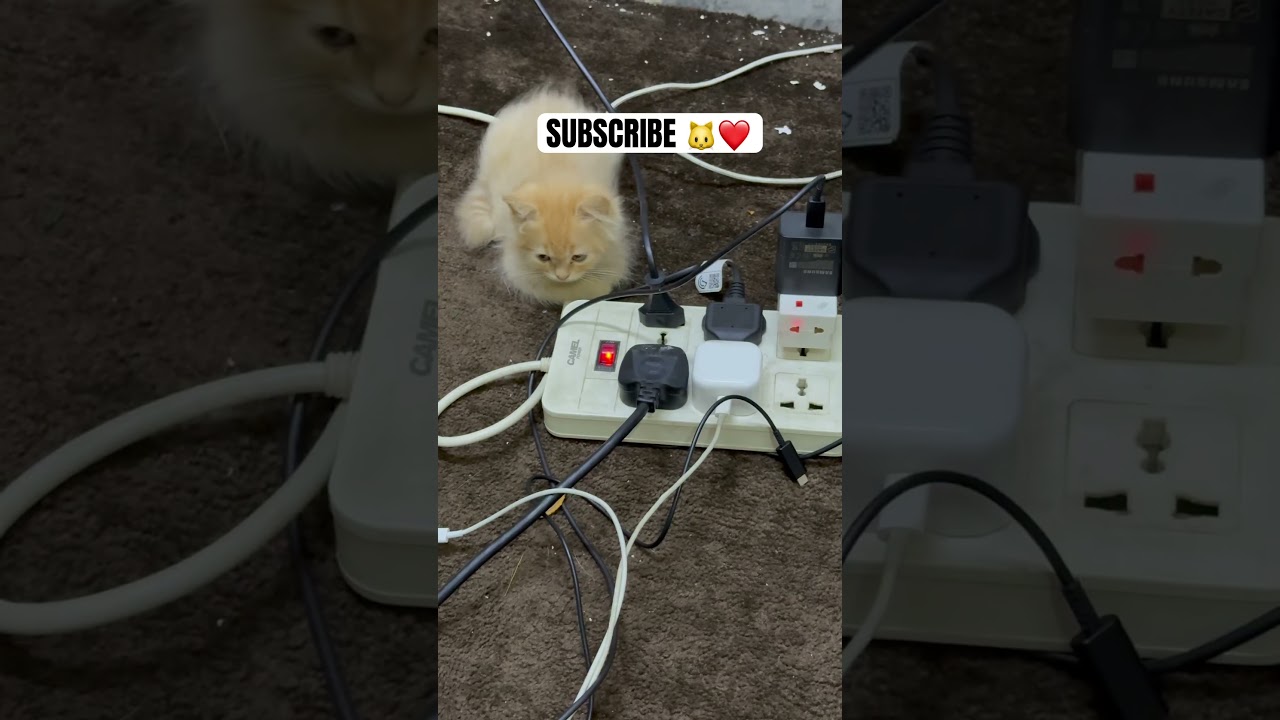 PURE CAT LOVE ❤️🐱| kitten love ❤️ 