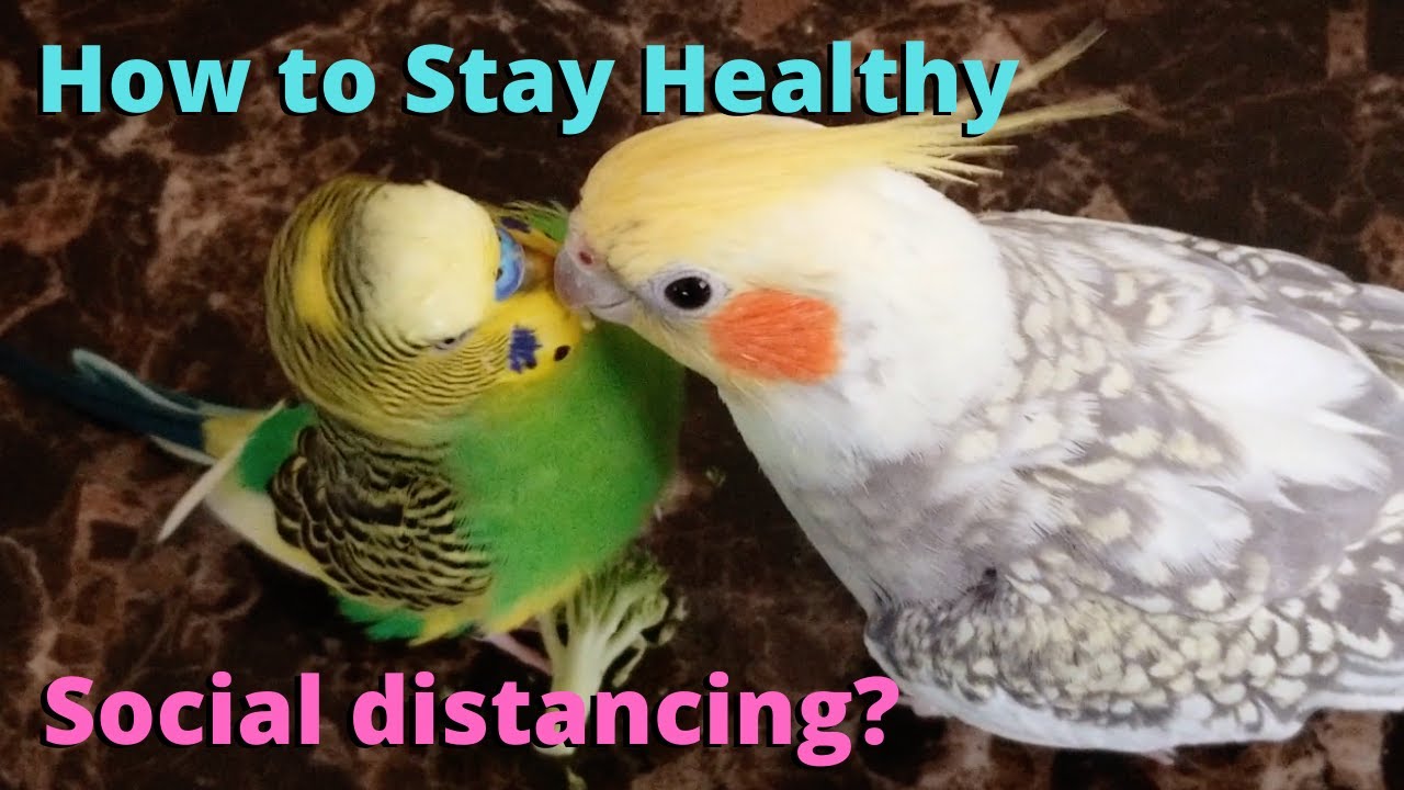 Tips to Keep You and Your Birds Healthy | Budgie and Cockatiel