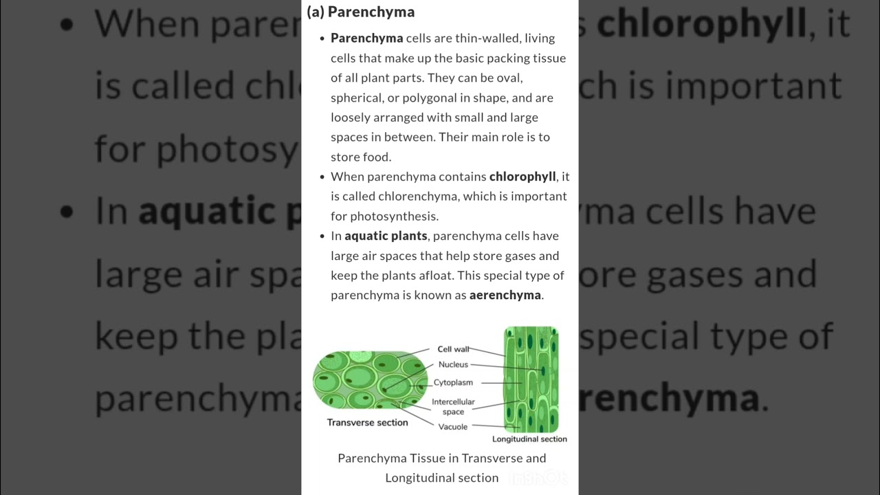 parenchyma tissue (parmanent tissues) class 9 #knowledgehub