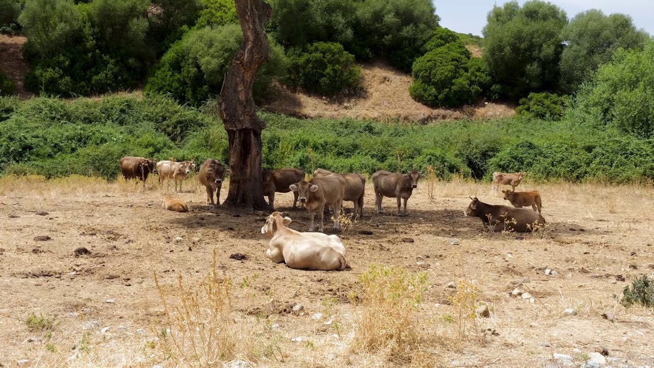Il futuro nei campi: la lezione di Pasqualino Ladu | PIC Progetti in Cammino - GAL BMG