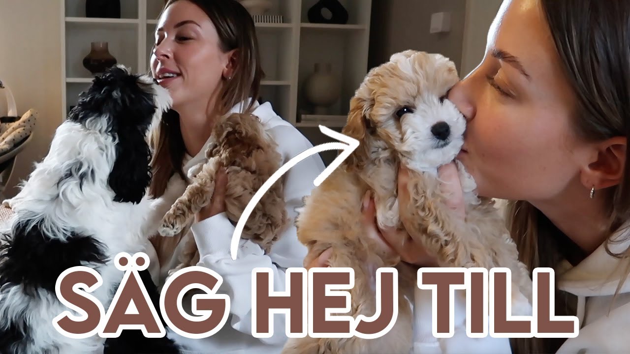 Säg HELLO till min nya valp!!!