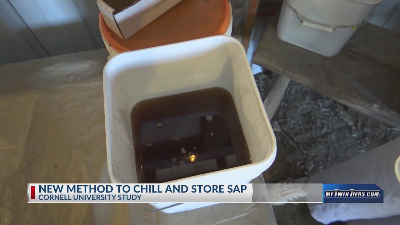 Cornell researchers find new way to store maple sap